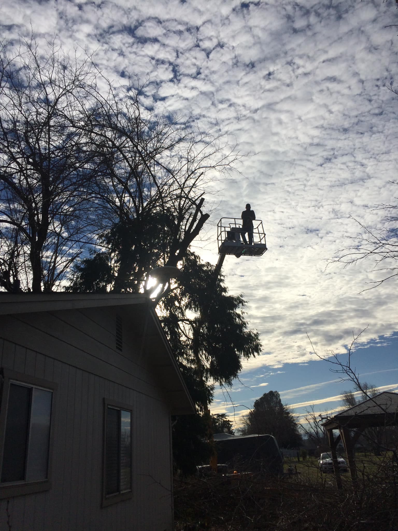 Boom lift tree service work in Cottonwood CA
