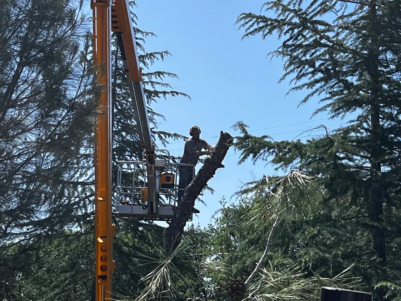 Lot clearing and tree service project near Red Bluff CA