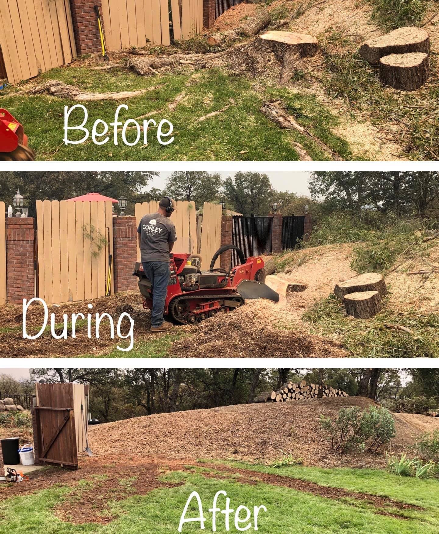 Professional tree care project in Northern California